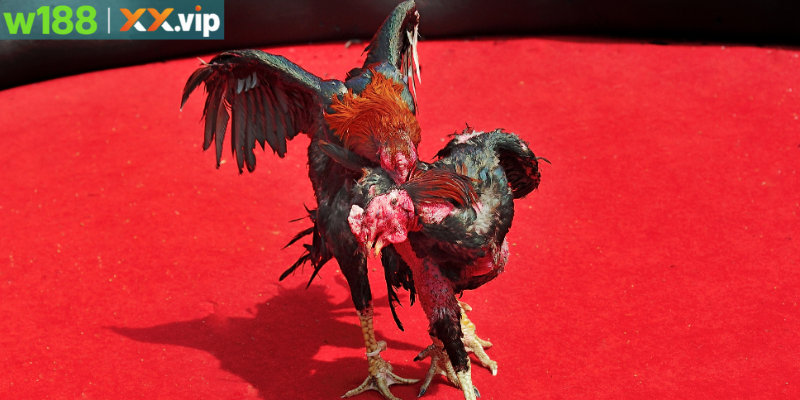 Trường Gà Campuchia Nổi Tiếng Và Kinh Nghiệm Cược Hiệu Quả