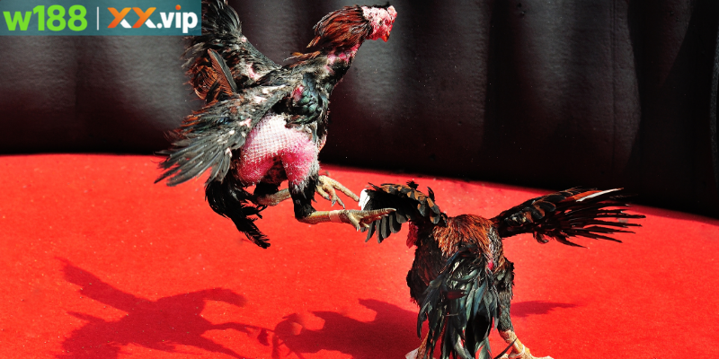 Kinh nghiệm cược đá gà tại W188