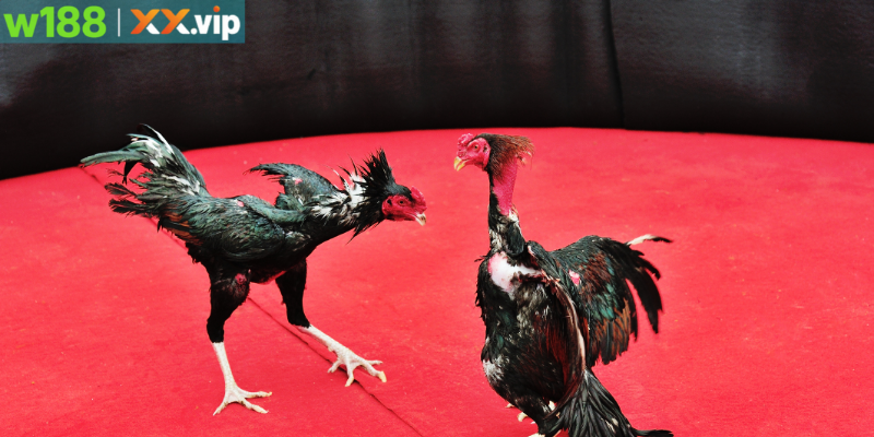 Trường Gà Long An Nổi Bật Với Những Giải Đấu Cùng W188