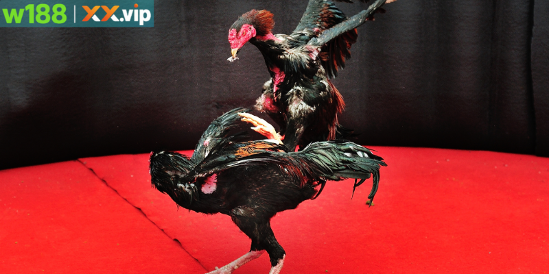 Giải đấu hấp dẫn đông đảo người chơi tham gia