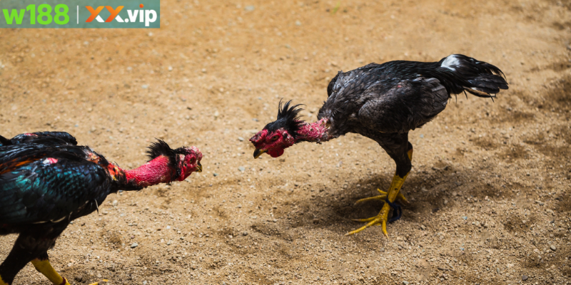 Cược hấp dẫn với tỷ lệ cực cao